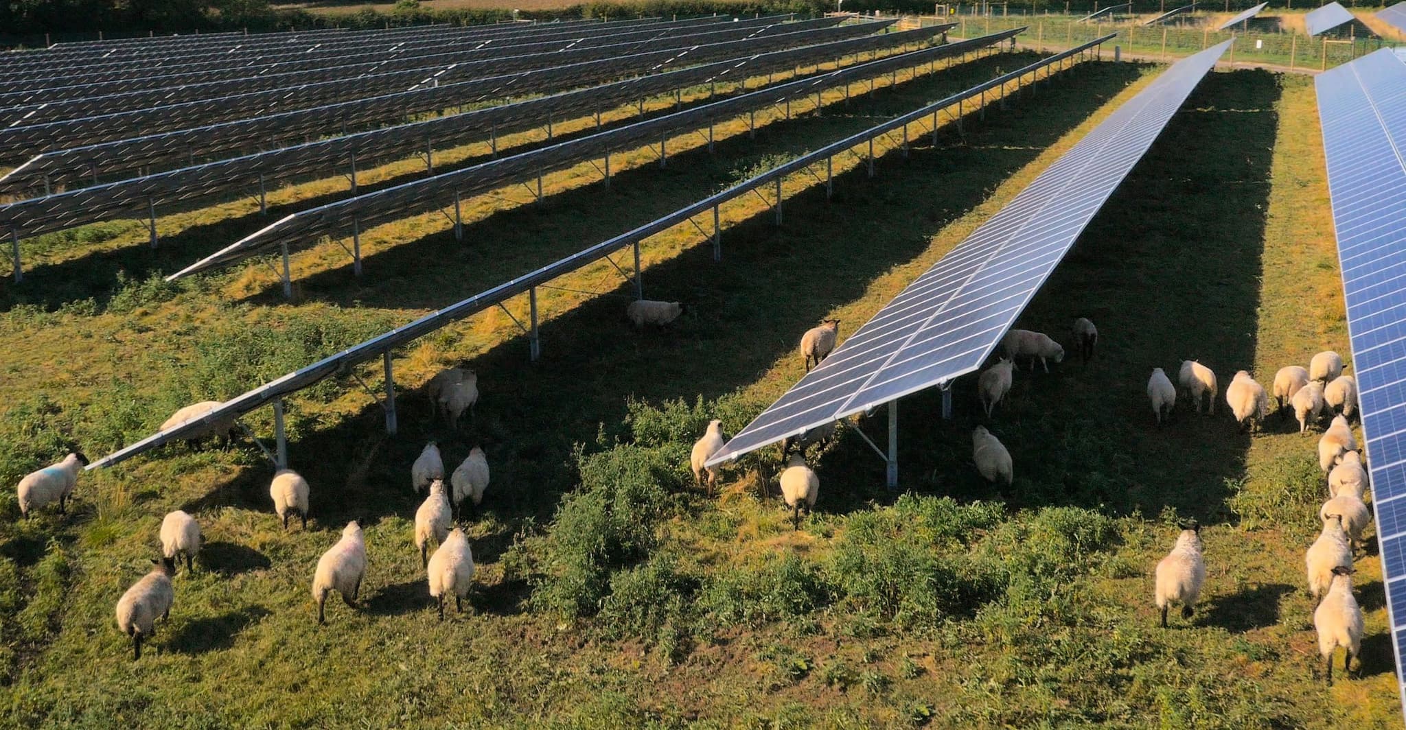 sheep on solar park 2.jpg